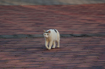 猫が来る・・・