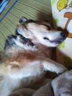 片時もはなれず・・・