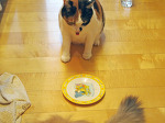 メシが足りません！