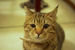遊んでもらってる