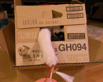穴