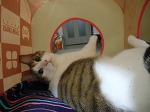 小麦粉かなにか…？