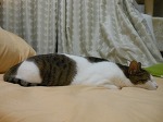 0系？