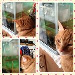 メダカの観察