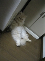 酔っ払い？