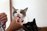 オヤツで大人気