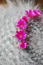 サボテンの花