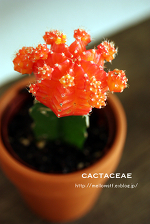 さぼてんさん。