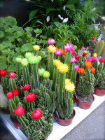 サボテンの花