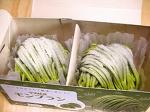 五洋食品　宇治抹茶モンブラン