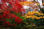 日光の紅葉