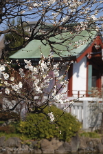 亀戸天神で梅とスカイツリー見物
