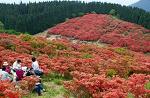 真っ赤なつつじの絨毯「大和葛城山」