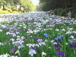 一面の菖蒲！「赤堀花菖蒲園」＠群馬