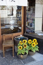 睡蓮と向日葵　老舗の店先にて＠東京