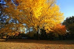 Autumn in New York 2011