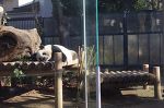 上野動物園