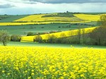 CHARROUXの菜の花畑