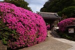 春の歓び 2012　～鎌倉 安養院～