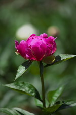 千葉公園の芍薬（シャクヤク）