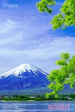 新緑と富士山
