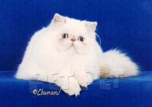 ペルシャ猫（ヒマラヤン)