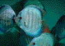 �R�o���g�E�^�[�R�C�Y�f�B�X�J�X
