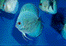 �u���[�_�C�������h�E�^�[�R�C�Y�f�B�X�J�X