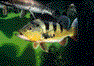 �A�C�X�|�b�g�E�V�N���b�h
