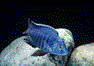 �R�p�f�B�N���~�X�E�A�Y���E�X