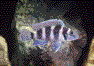 �l�I�����v�����O�X�E�g���g�P�t�@���X
