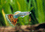 ���U�C�N�^�L�V�[�h�E�O�b�s�[�i���Y�j