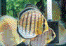 ���C�����O���[���E�f�B�X�J�X