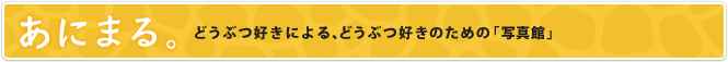 あにまる。