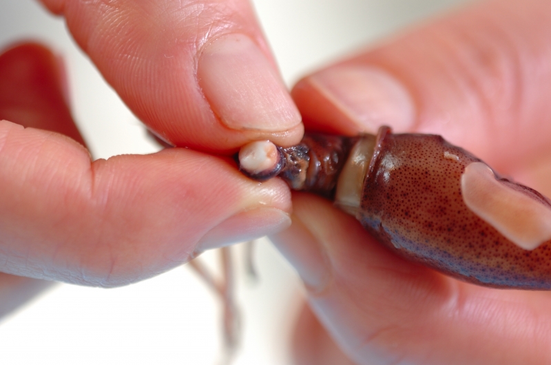 ホタルイカの簡単アヒージョの下準備1