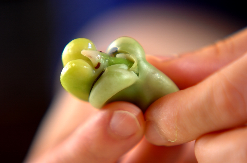 ソラ豆と梅の混ぜごはんの作り方の手順1