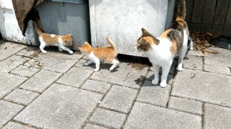 雑談 飼い猫や野良猫の 去勢手術 は 公費負担とは ならないものだろうか とふと思った フレンズちゃんねる