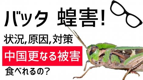 雑談 バッタ問題 蝗害 こうがい というらしい フレンズちゃんねる