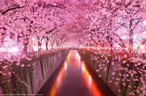まとめ 1位は誰もが納得の桜の名所 関東人気お花見スポットランキングtop10 フレンズちゃんねる
