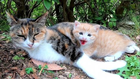 雑談 母親の日 野良の猫だって 子育て中 の母猫です フレンズちゃんねる