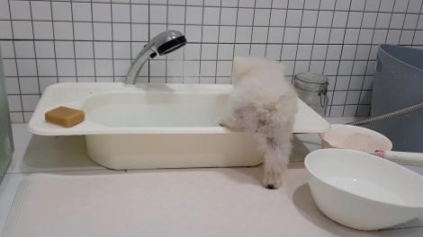 雑談 ポメラニアンは お茶目ニアン お風呂ですよ というと自分から湯船に入るみたいだｗ フレンズちゃんねる