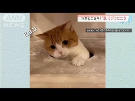 雑談 ねこモグラ ねぐら からひょいと顔を出すネコ フレンズちゃんねる