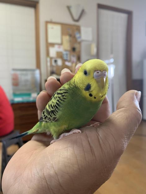 日常 セキセイインコの食わず嫌いをなくしたい フレンズちゃんねる