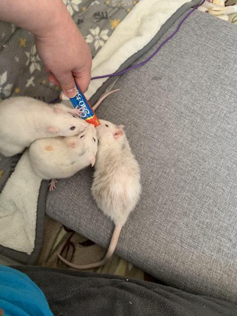 日常 ドブネズミだってこんなに可愛い フレンズちゃんねる