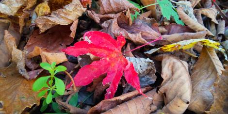 まとめよう ニッポンの秋を訪ねて フレンズちゃんねる