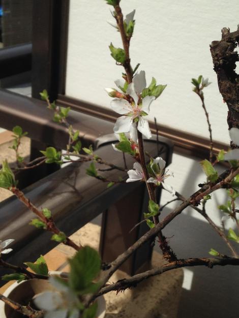 まとめよう ベランダの鉢植えの桜が咲きました フレンズちゃんねる