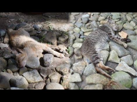 雑談 フィリピンの大自然の中で生きる猫たち フレンズちゃんねる