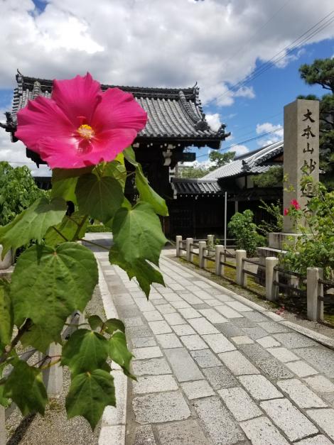 雑談 芙蓉の花が見頃の妙蓮寺 フレンズちゃんねる