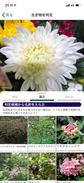 日常 スマホで解る植物 動物の名前 花屋 フレンズちゃんねる