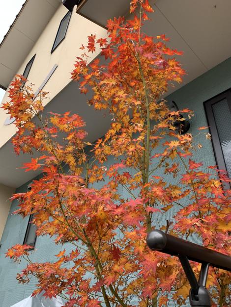 日常 秋深し いや冬か笑 フレンズちゃんねる